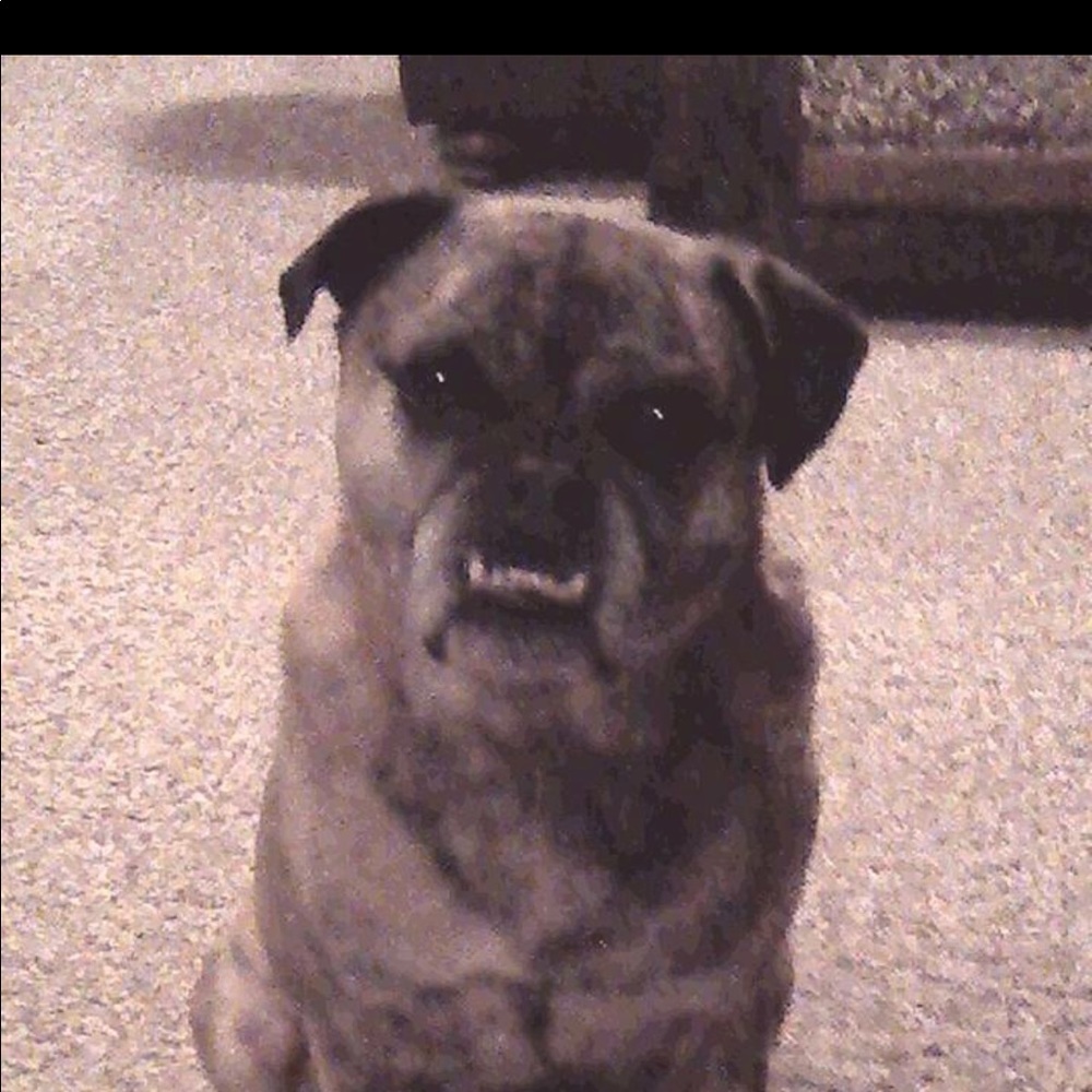 Meet your Posher, Elise